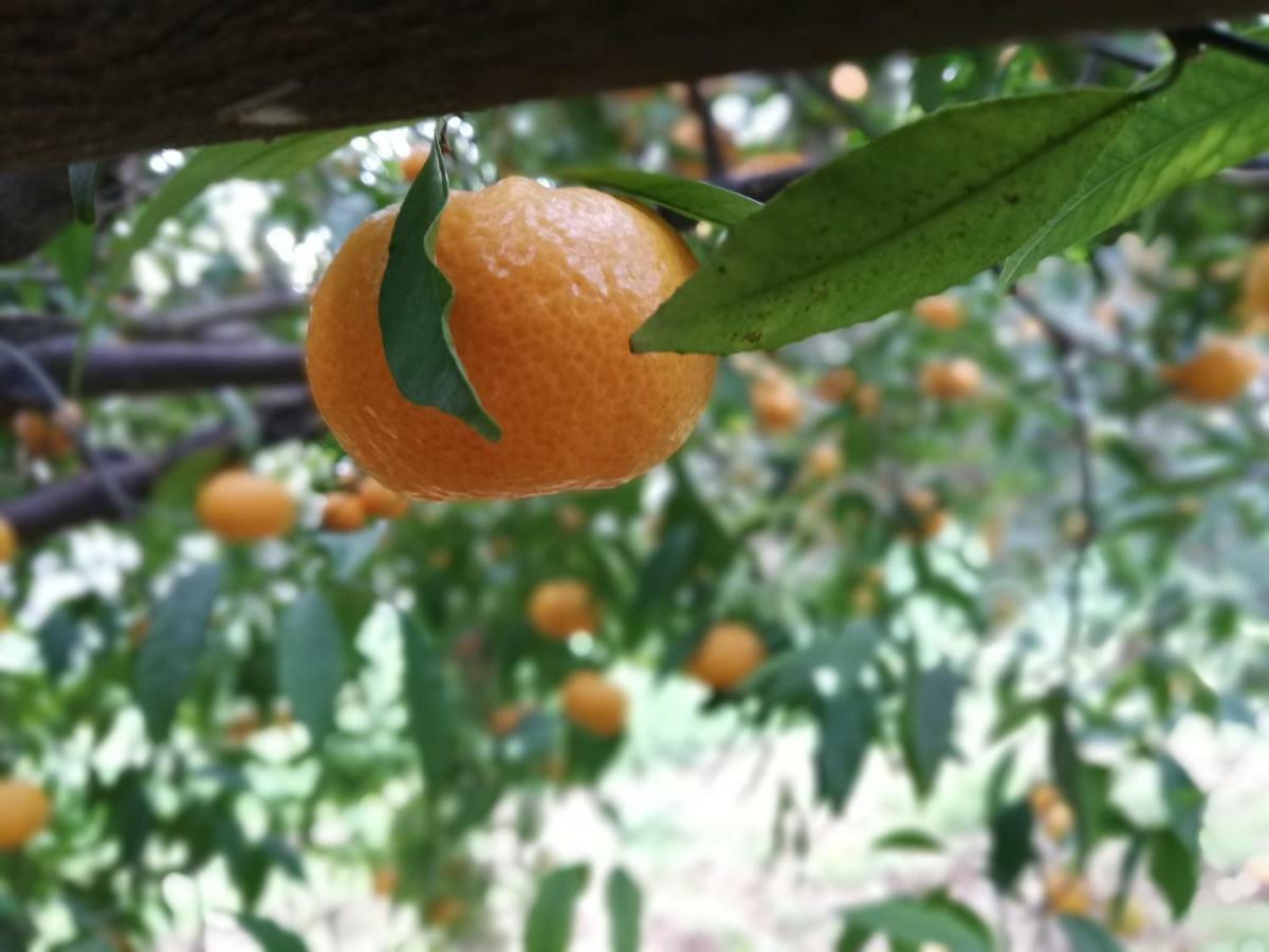 La Dimora Del Decano Villa Scicli Luaran gambar